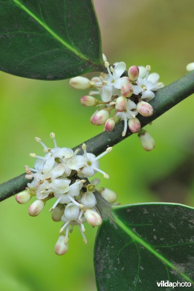 Bloempjes van hulst