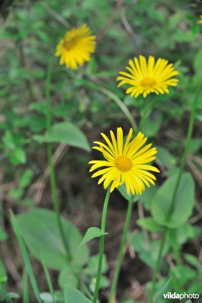 Hartbladzonnebloem