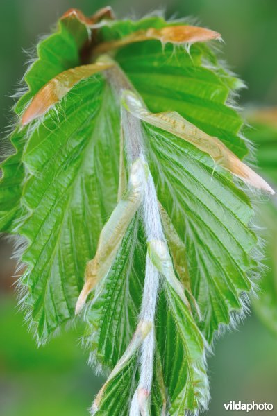 Jonge haagbeukblaadjes