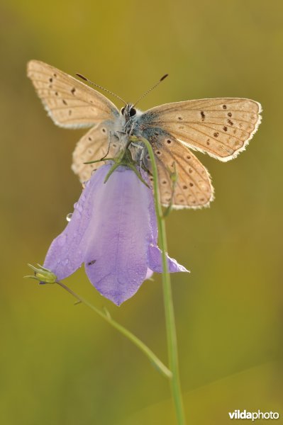 Icarusblauwtje op grasklokje