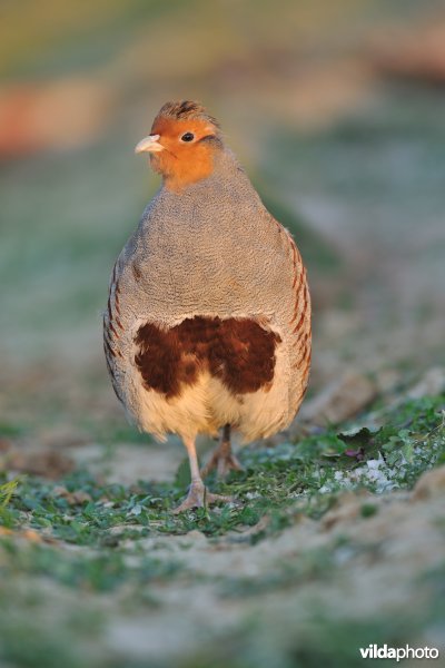 Mannetje patrijs