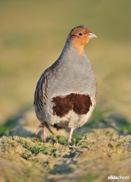 Mannetje patrijs komt aanwandelen