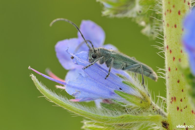 Boktor op Slangenkruid