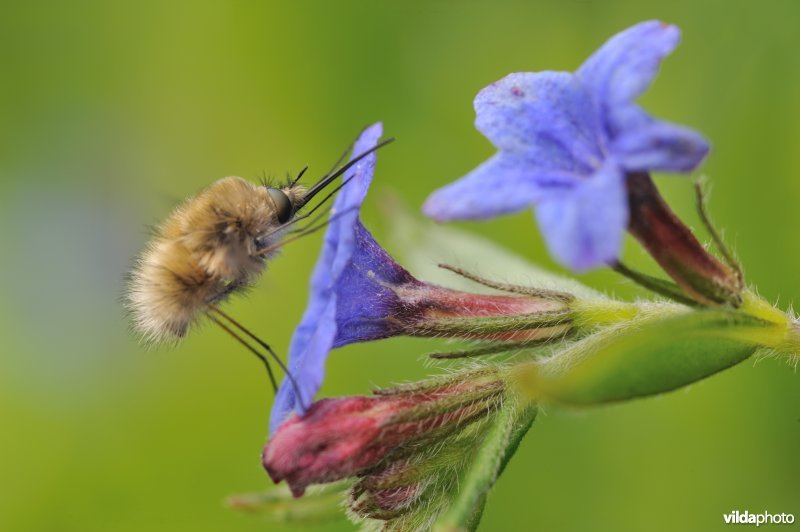 Blauw parelzaad met wolzwever
