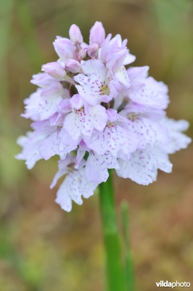Veenorchis