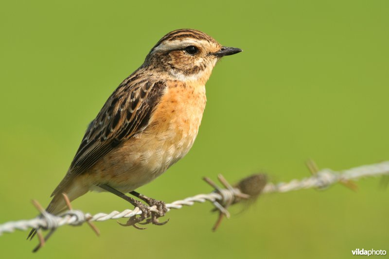 Paapje op prikkeldraad