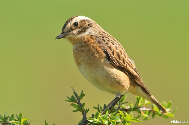 Paapje op Sleedoorn