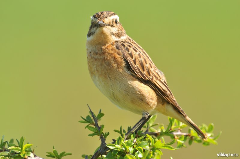 Paapje op Sleedoorn