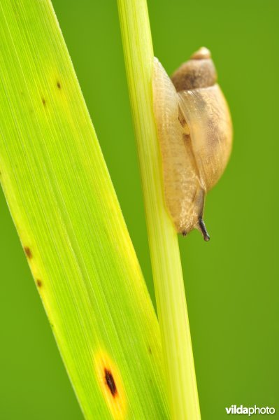 Barnsteenslakje