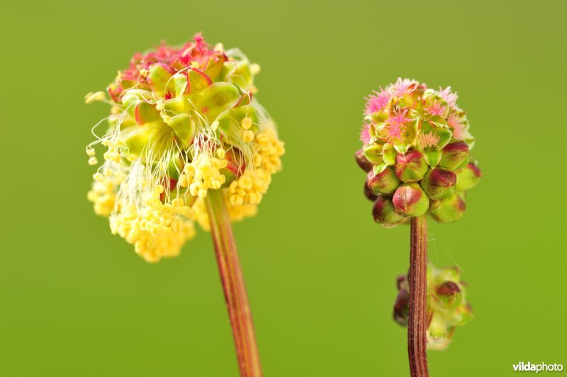 Kleine pimpernel