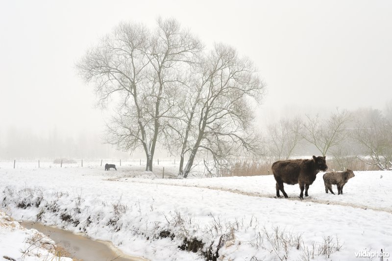 Galloways in de besneeuwde Demerbroeken