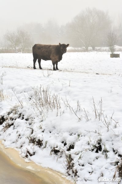 Galloways in de besneeuwde Demerbroeken