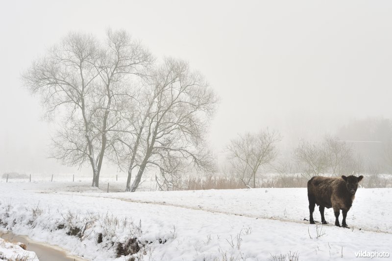 Galloways in de besneeuwde Demerbroeken