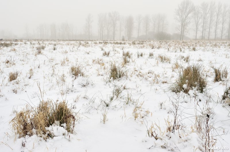 De besneeuwde Demerbroeken