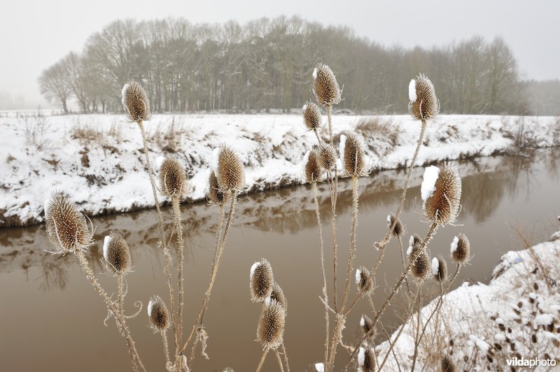 Kaardebol langs de Demer