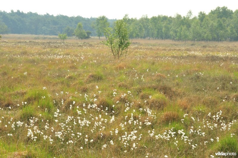 Veenpluis op de heide