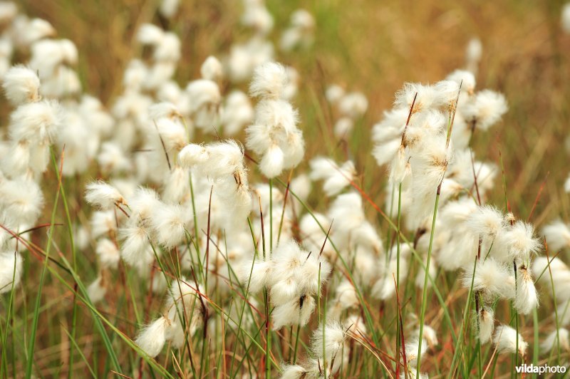 Veenpluis op de heide