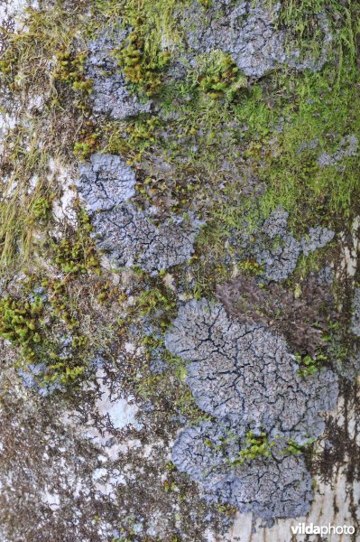 Degelia plumbia in Lael Forest Garden