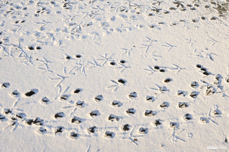 Sporen in de sneeuw