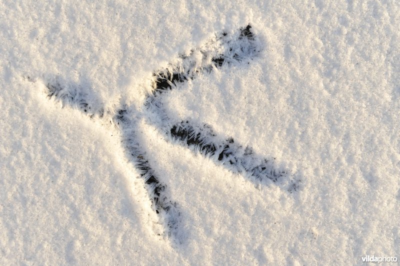 Pootafdruk in de sneeuw