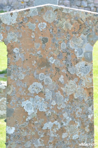 Blauwkorst op grafzerk