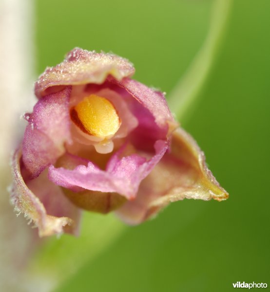 Roodbruine wespenorchis