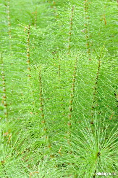 Reuzenpaardestaart