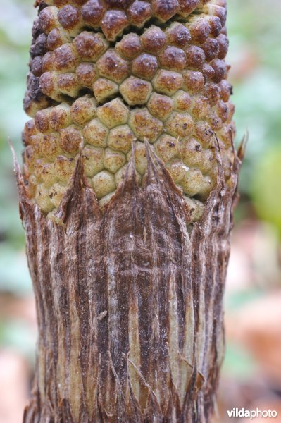 Reuzenpaardestaart