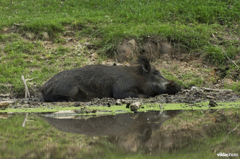 Een wild zwijn neemt een modderbad