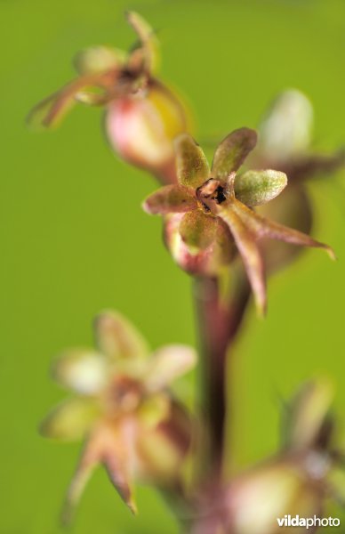 Kleine keverorchis