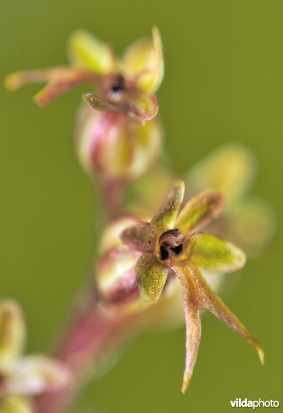 Kleine keverorchis