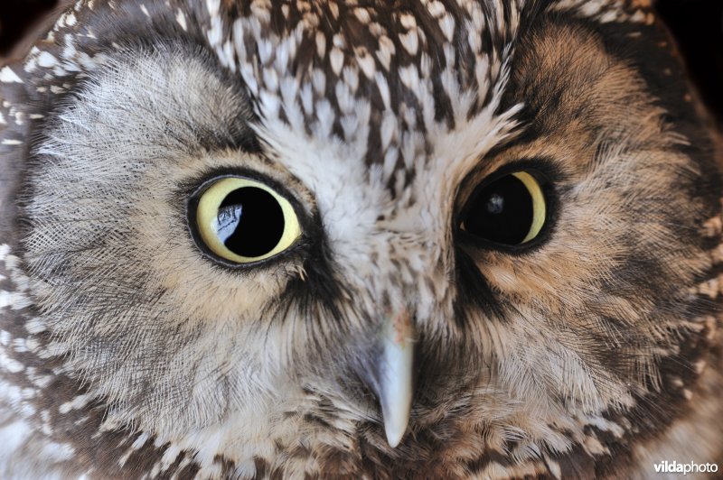 Ruigpootuilportret