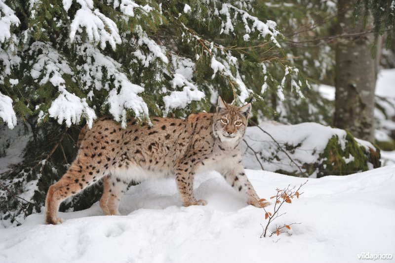 Vrouwtje lynx wandelt voorbij