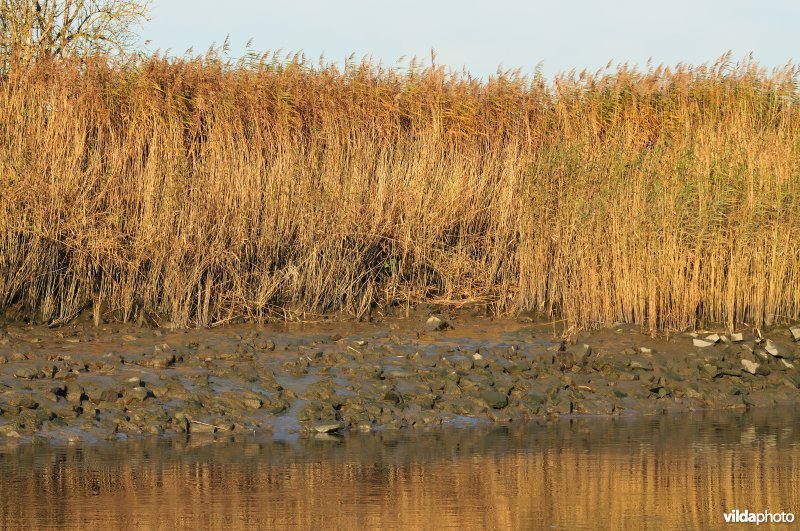 Steenstort op de Schelde oever