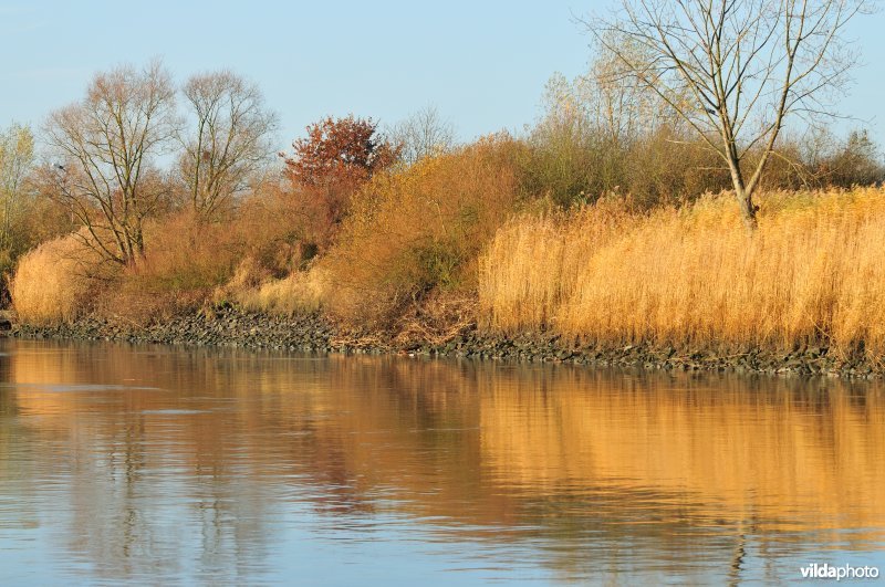 Steenstort op de Schelde oever