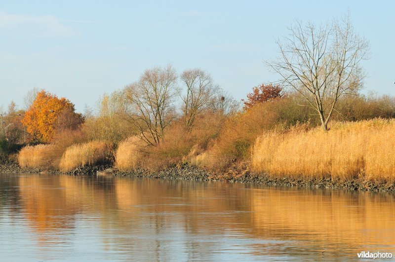 Steenstort op de Schelde oever