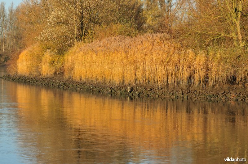 Steenstort op de Schelde oever