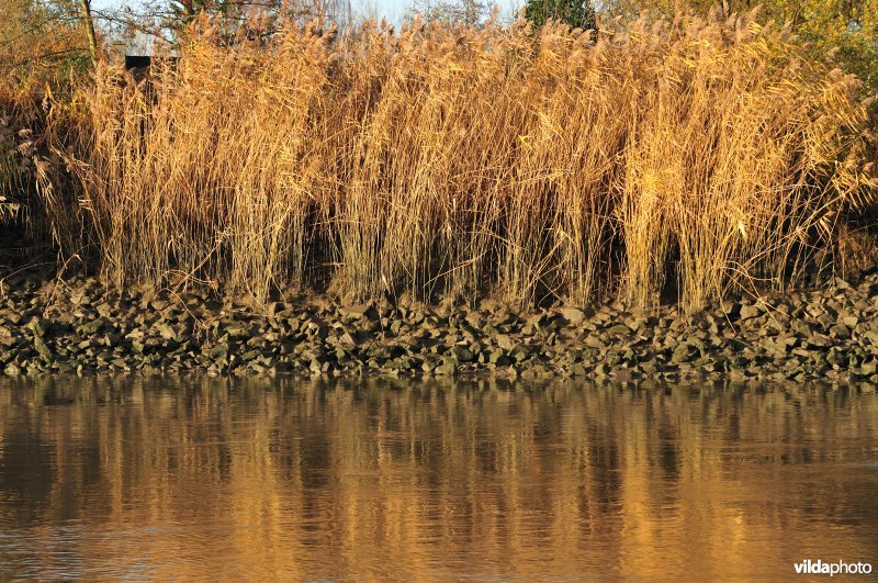 Steenstort op de Schelde oever