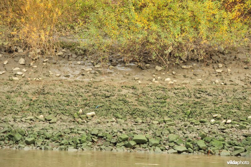 Steenstort op de Schelde oever