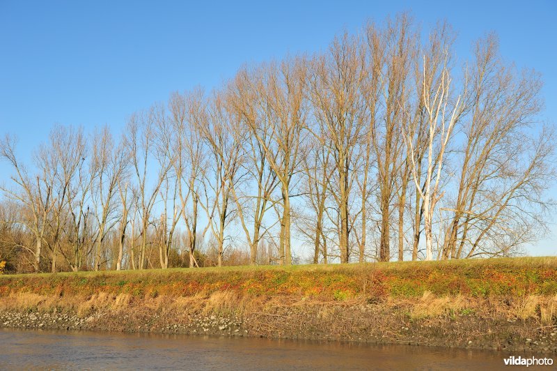 Steenstort op de Schelde oever