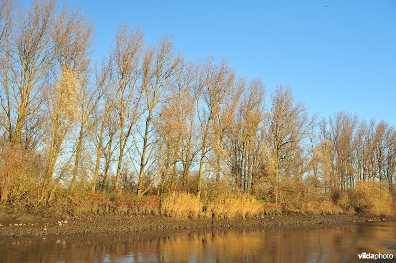 Steenstort op de Schelde oever