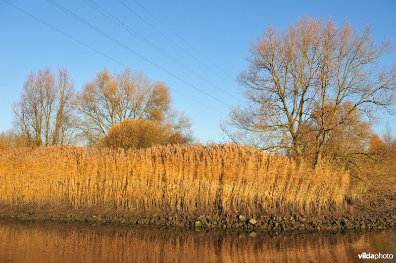 Steenstort op de Schelde oever