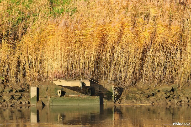 Overstort op de Schelde