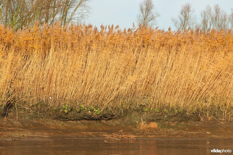 Oevererosie langs de Schelde