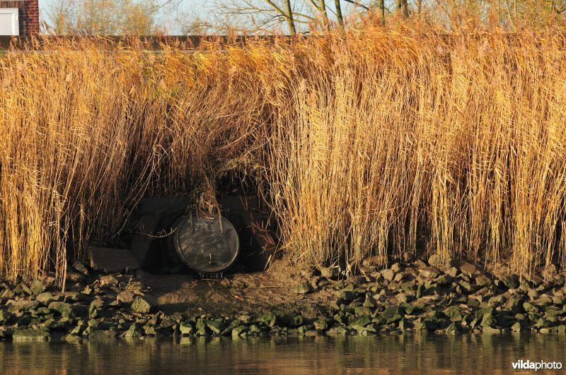 Overstort op de Schelde