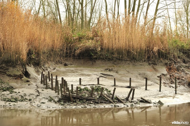 Oevererosie langs de Schelde