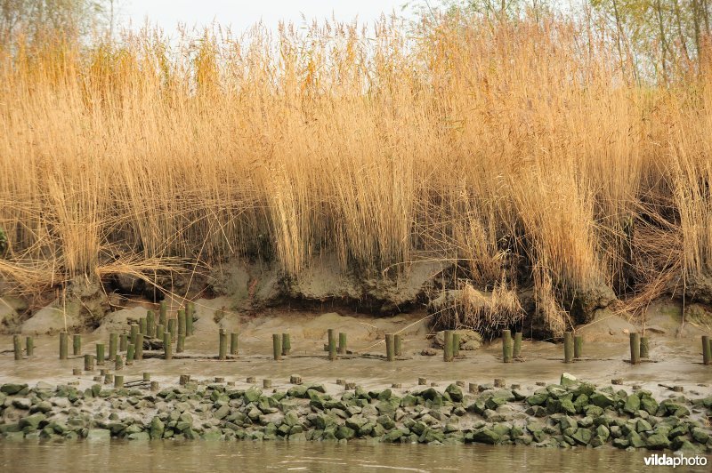 Oevererosie langs de Schelde