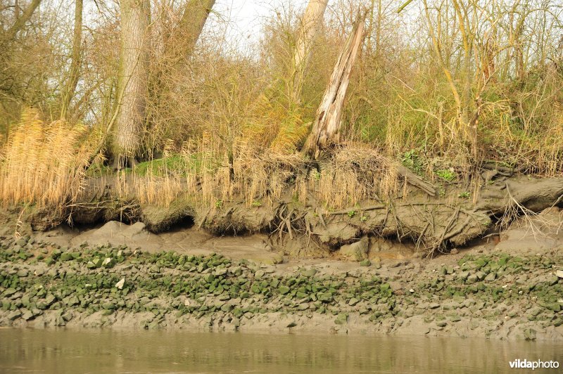 Oevererosie langs de Schelde