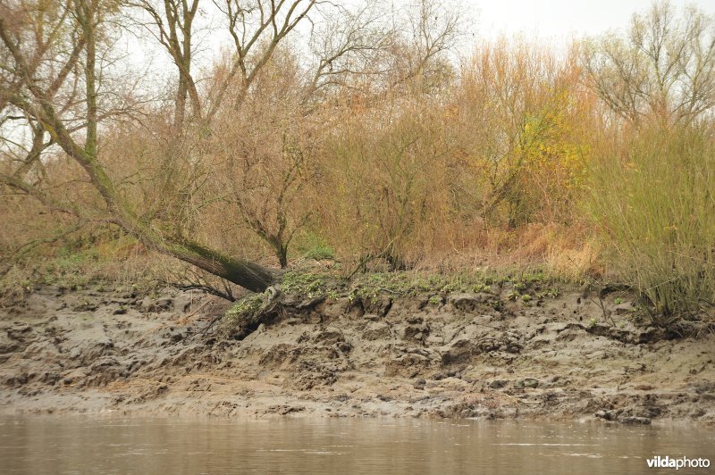 Oevererosie langs de Schelde