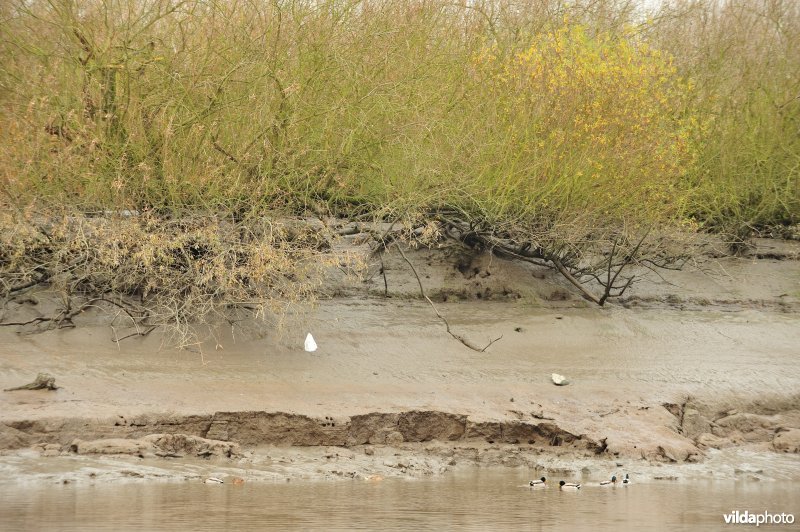 Oevererosie langs de Schelde